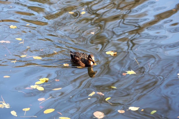 Pato nadando na água