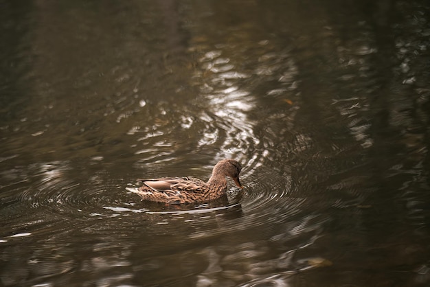 Pato nadando na lagoa Retrato de uma ave aquática