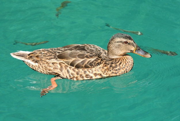 Pato nadando na lagoa