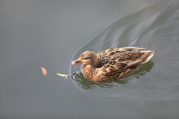 Pato nadando no lago de outono