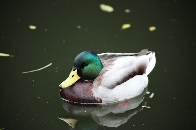 Pato nadando no lago