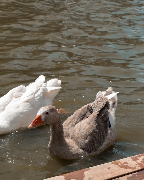 Foto el pato nadando