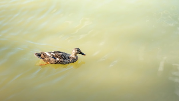 Pato nadando