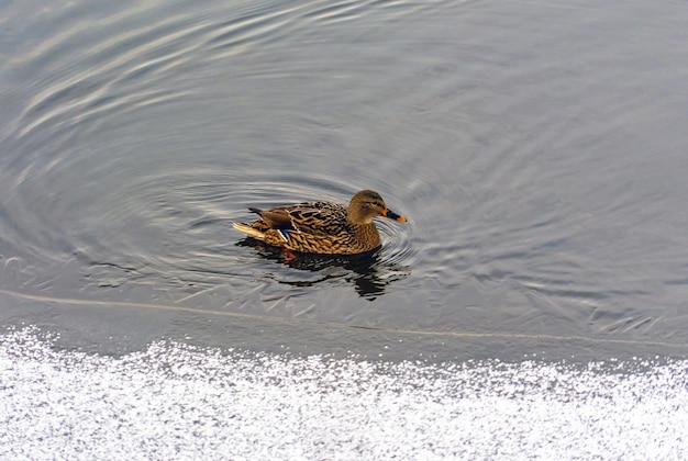 Un pato nadó hasta el borde del hielo en un estanque helado en un día de invierno