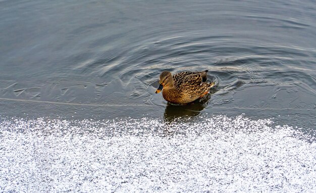 Un pato nadó hasta el borde del hielo en un estanque helado en un día de invierno