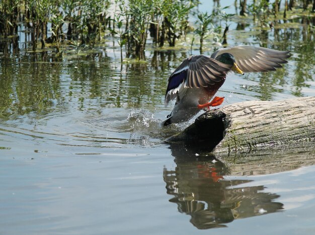 Pato en la naturaleza