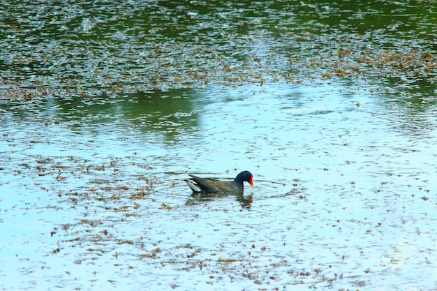 pato negro de focha euroasiática en el agua