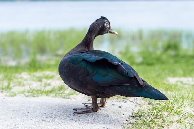 Pato negro parado sobre sus patas en la orilla del lago