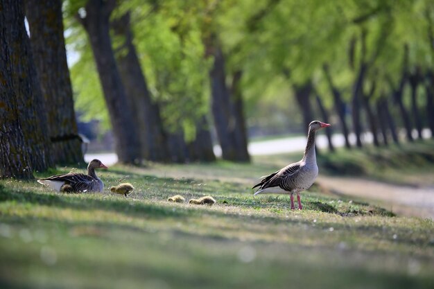 Foto pato no campo .