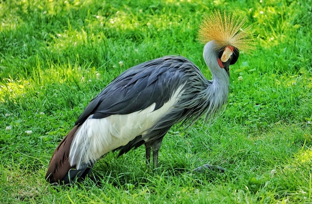 Pato no campo.