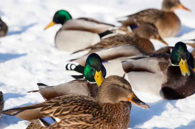 pato no inverno