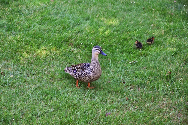 pato no jardim botânico na cidade de Queenstown, Nova Zelândia