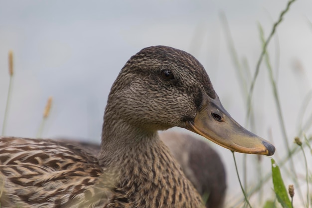 Pato no lago