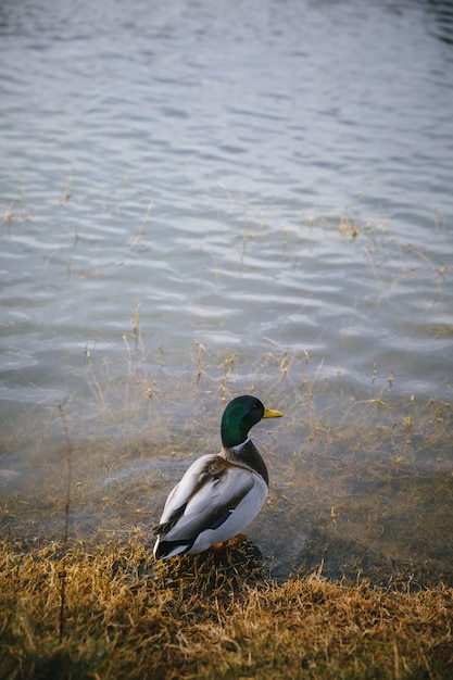 Pato no lago