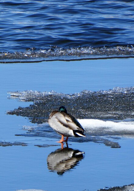 Pato no mar .