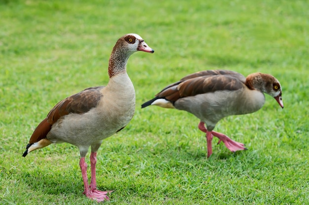 Pato no parque.