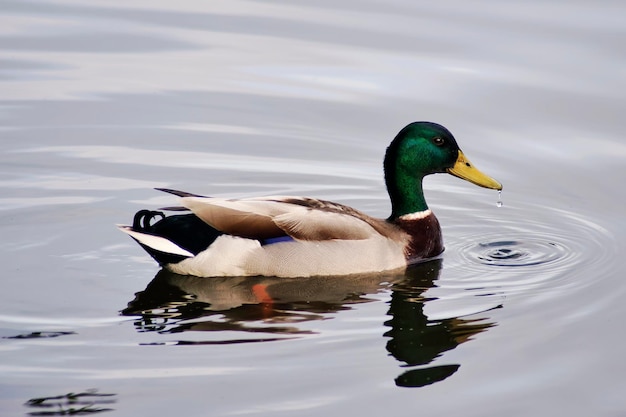 Pato no rio