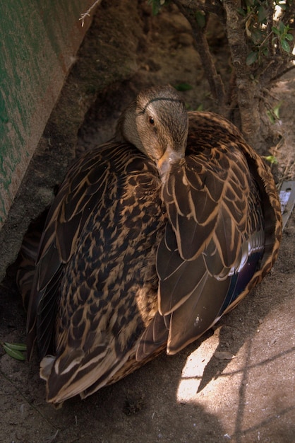 Pato no zoológico