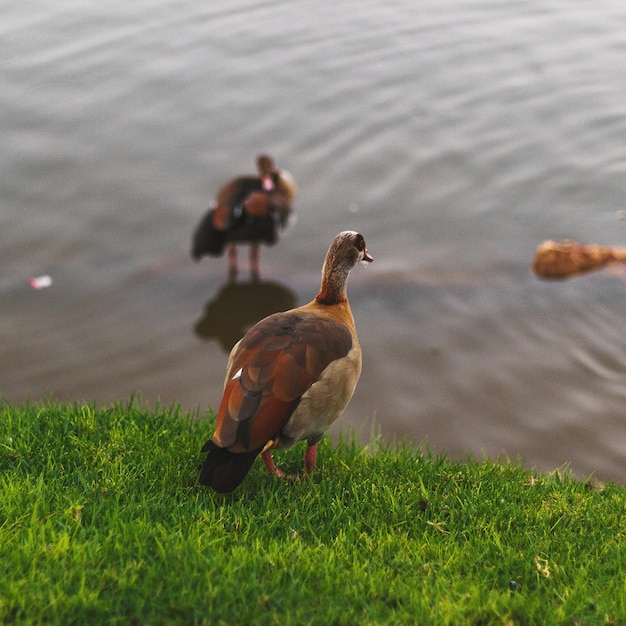 Foto pato num campo.