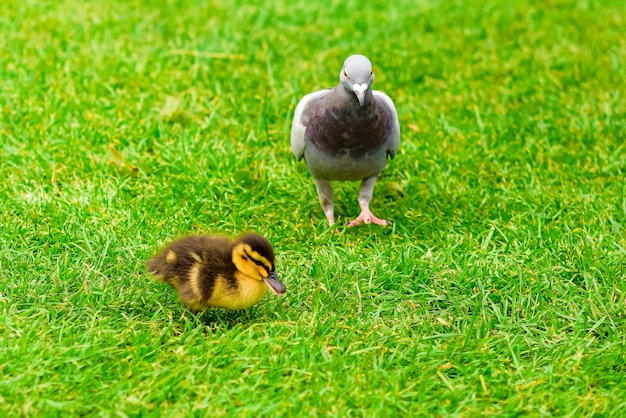 Foto pato num campo.