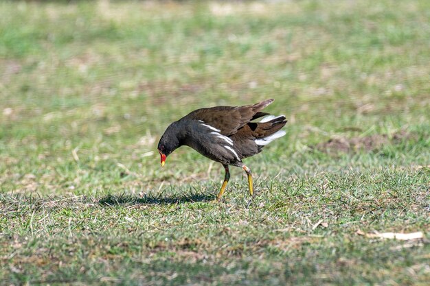 Pato num campo.