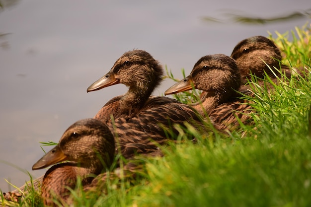 Pato num lago .