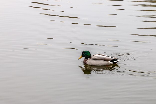 Foto pato num lago.