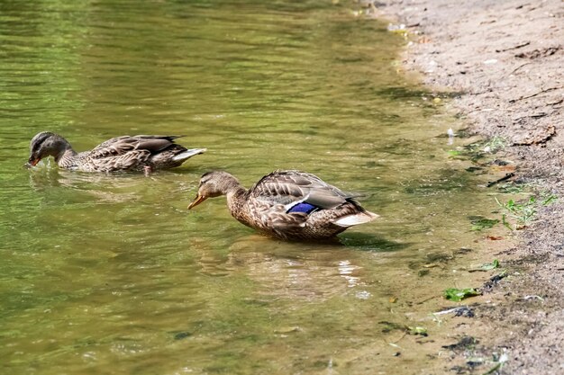 Pato en la orilla del río de arena de cerca