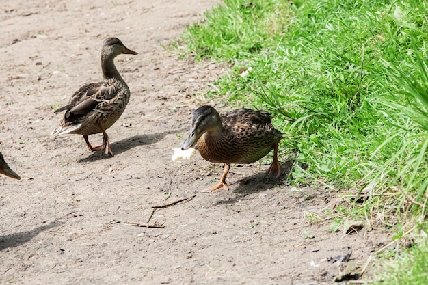 Pato en la orilla del río de arena de cerca