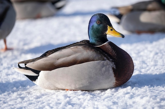 Pato en la orilla del río en primer plano de invierno