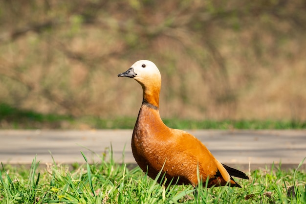 Pato en la orilla