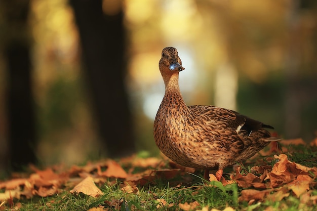 pato outono parque pato selvagem, pato selvagem outono vista natureza ave migratória