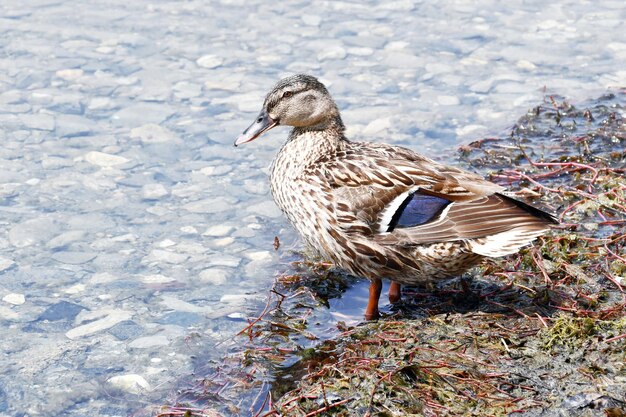 Un pato parado en la orilla de un lago.