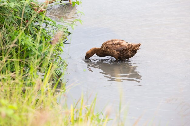 Pato pardo alimentando el medio del campo.