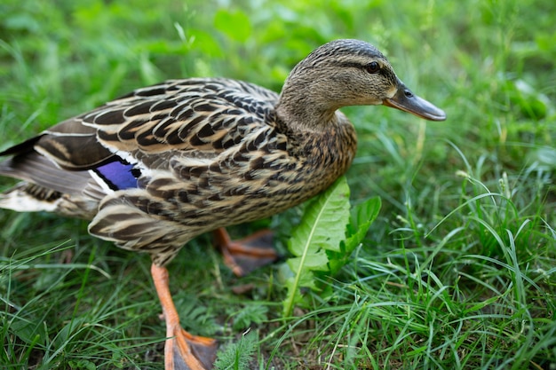 Pato en el parque en la hierba verde