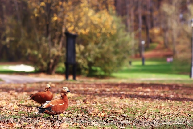 pato en el parque de otoño, vista de relajación abstracta sola