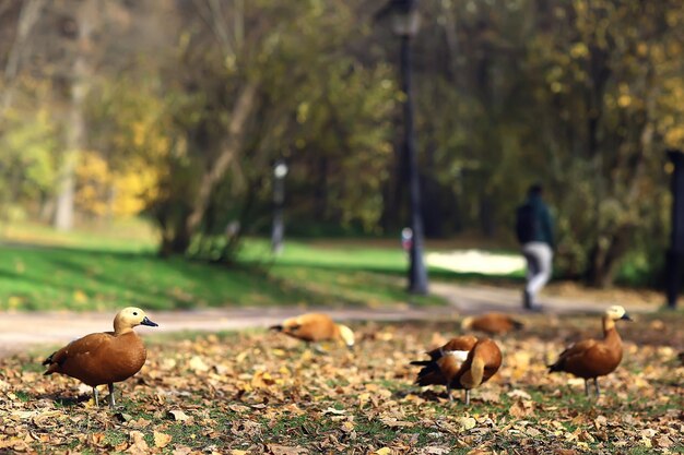 pato en el parque de otoño, vista de relajación abstracta sola