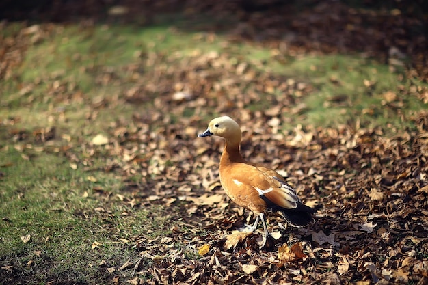 pato en el parque de otoño, vista de relajación abstracta sola