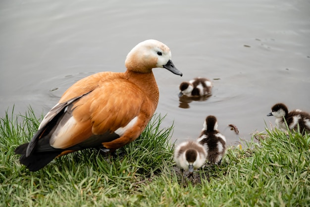 Foto un pato con un patito en la hierba.