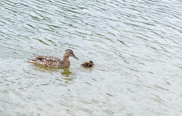 Un pato con un patito navega por el río.