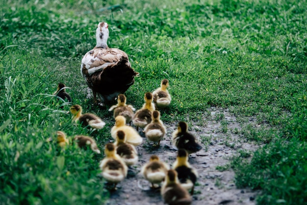 Pato y patitos corriendo alrededor de la bandada de hierba verde.