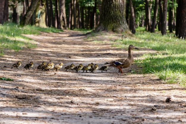 Pato con patitos se mueven al estanque.