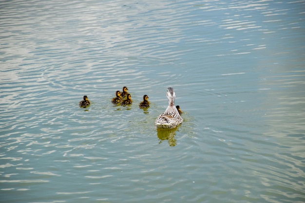 Un pato con patitos nada en un estanque.