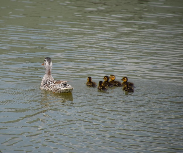 Un pato con patitos nada en un estanque.