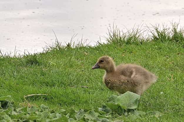 pato y patitos