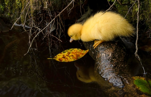 Foto pato pequeno