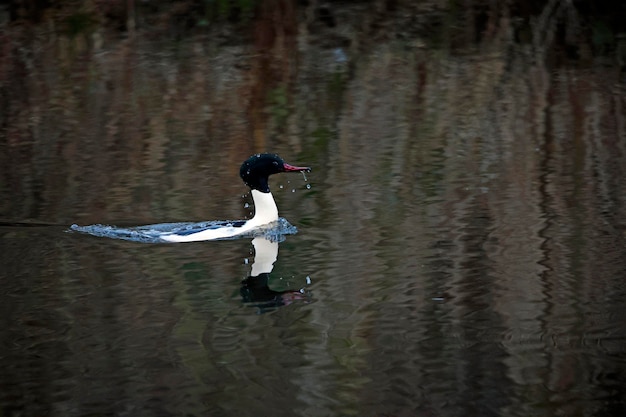 Un pato con un pez en el pico nada en el agua.