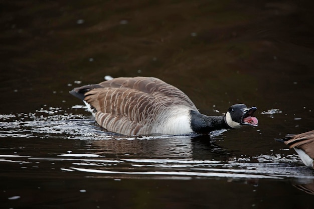 Un pato con el pico abierto nada en el agua.