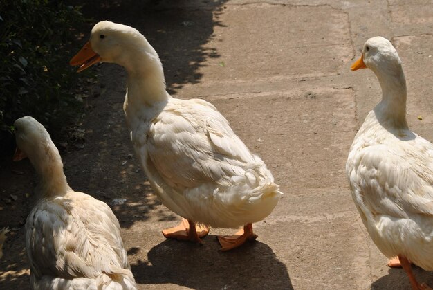 un pato con pico naranja y un pato blanco en el medio