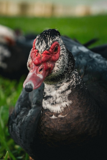 un pato con un pico rojo y una cabeza negra y un pico rojizo